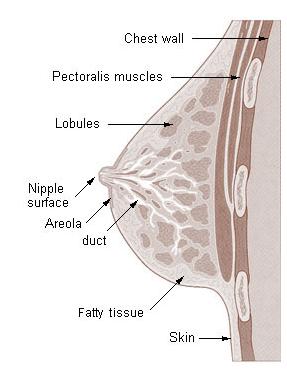 breast anatomy